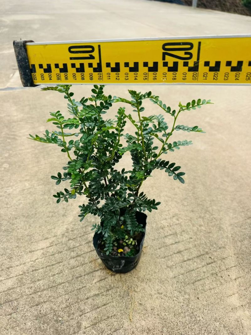 清香木