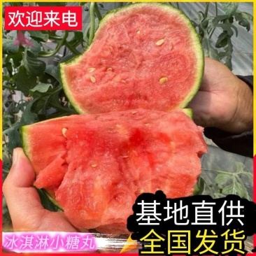 《小糖丸西瓜》吊兰西瓜/938吊兰西瓜/手剥牛奶西瓜