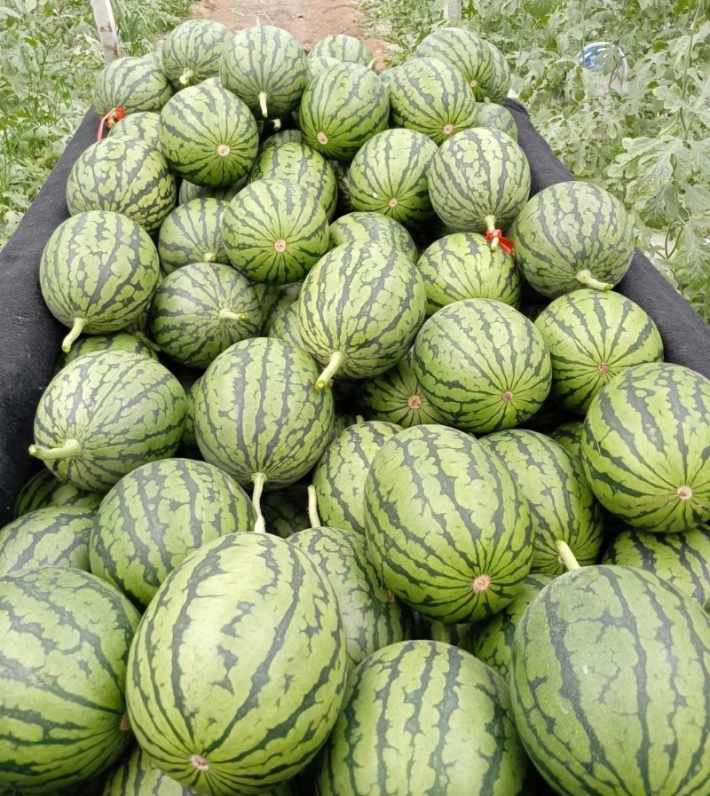 《小糖丸西瓜》吊兰西瓜/938吊兰西瓜/手剥牛奶西瓜