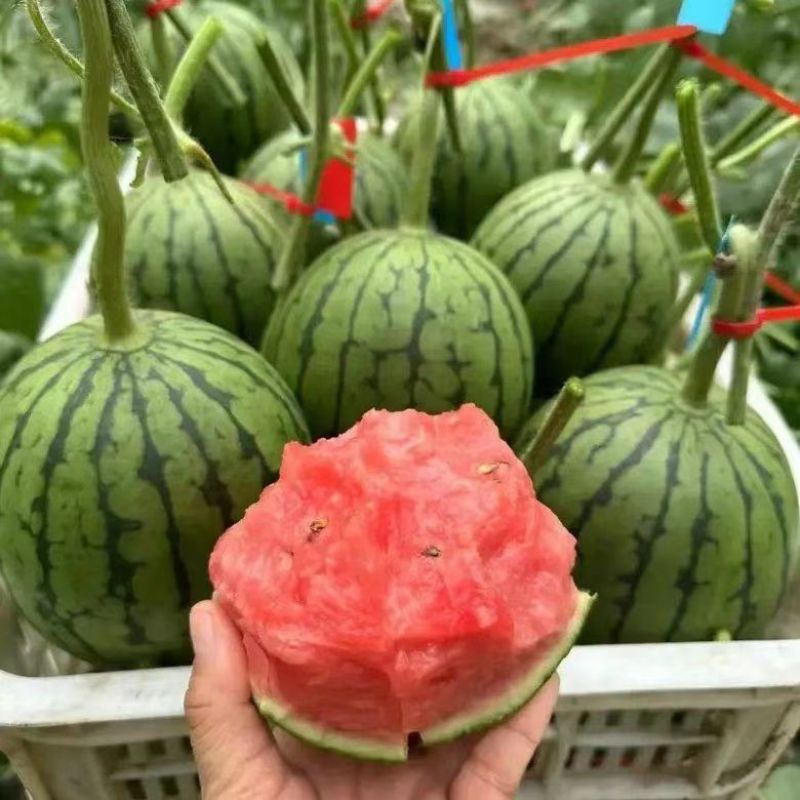 《小糖丸西瓜》吊兰西瓜/938吊兰西瓜/手剥牛奶西瓜