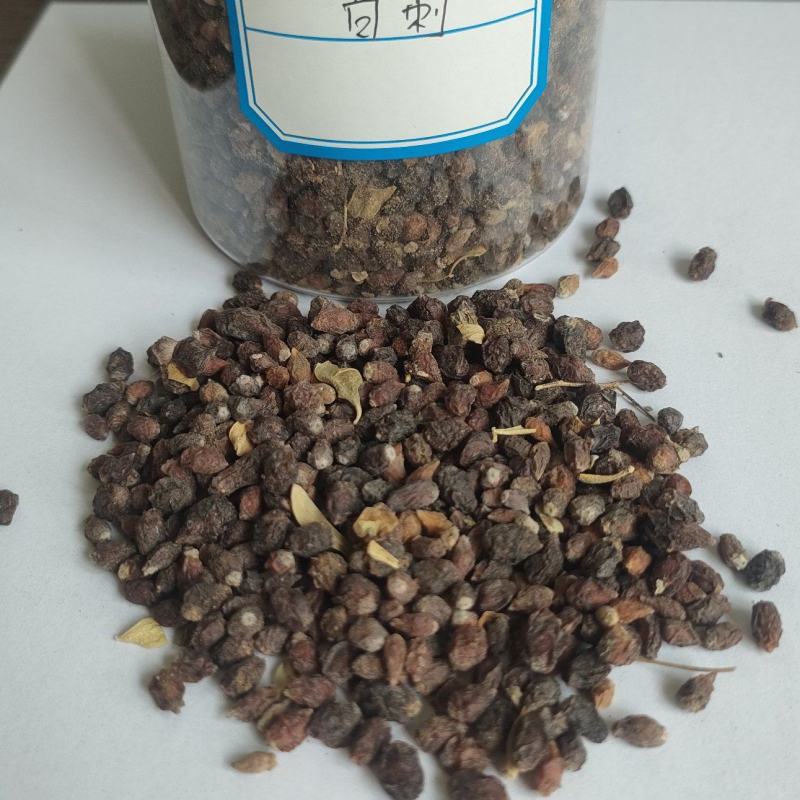 白刺种子