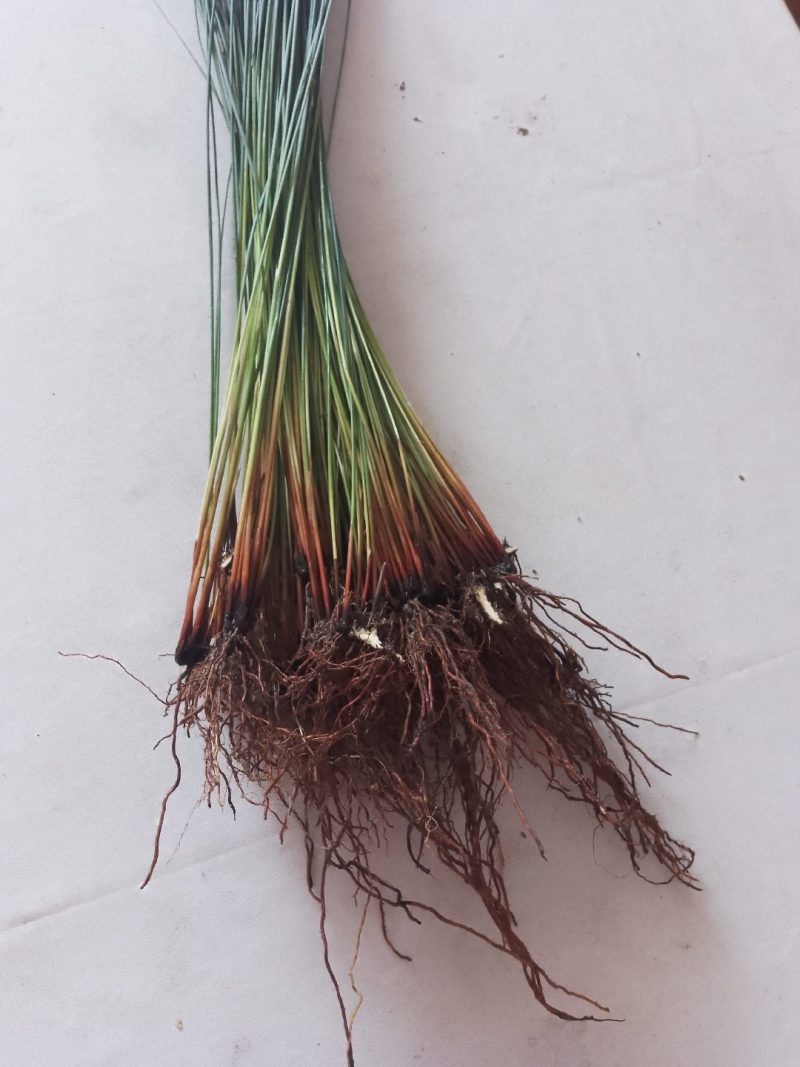 灯芯草种苗
