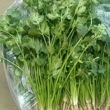 唐山香菜铁杆青中叶自产自销规格齐全，对接全国电商市场