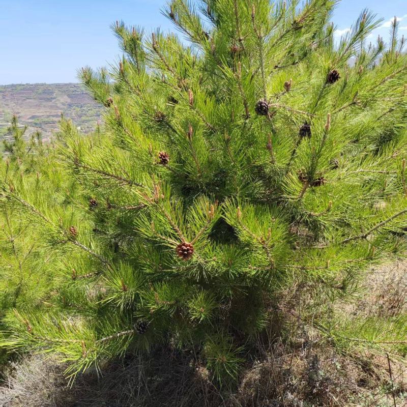 甘肃油松种植基地供应全国品种优良成活率高免费指导