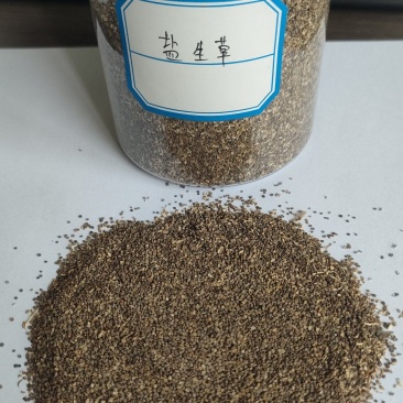 盐生草种子