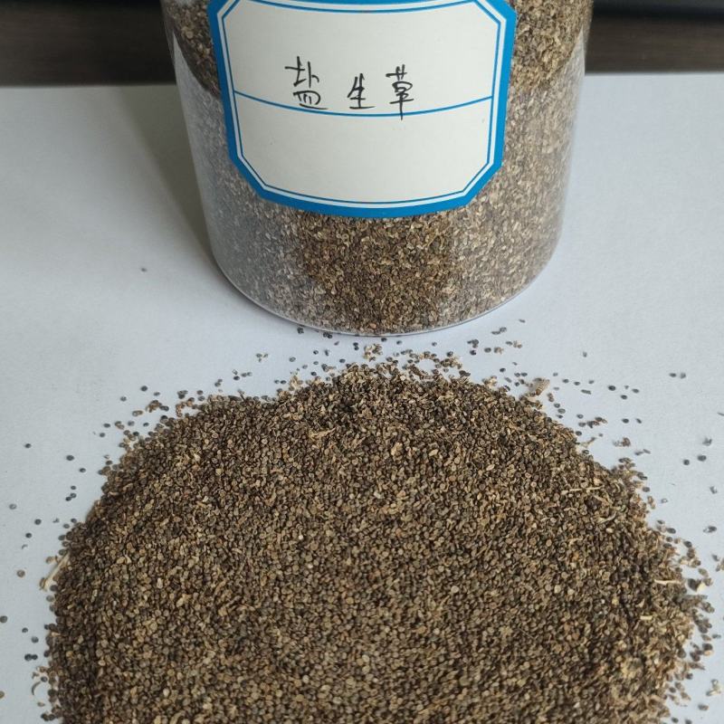 盐生草种子