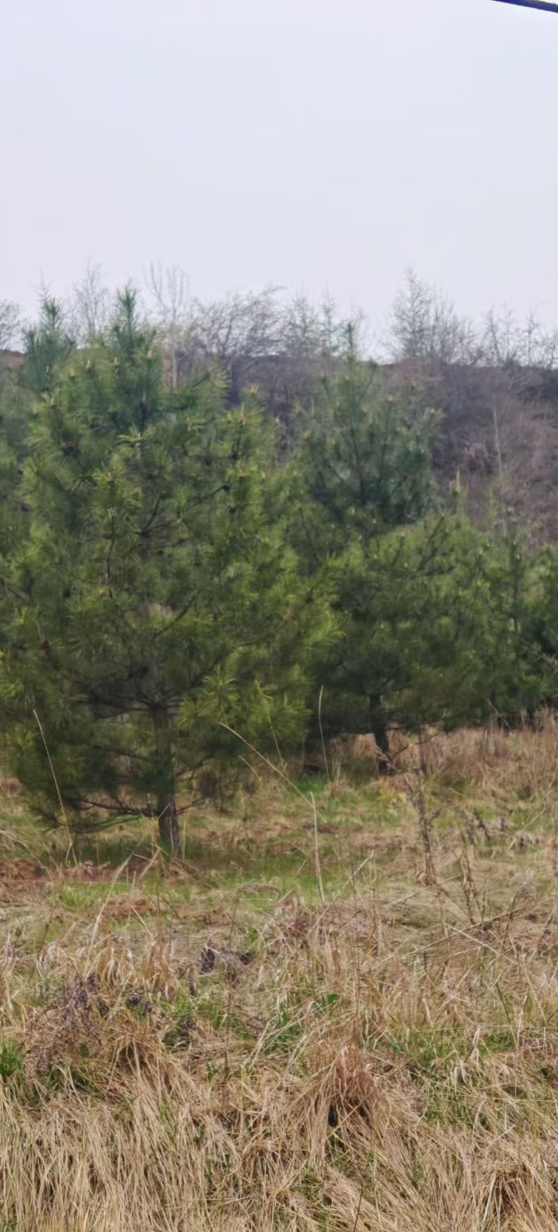 甘肃油松种植基地供应全国品种优良成活率高免费指导