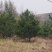 甘肃油松种植基地供应全国品种优良成活率高免费指导