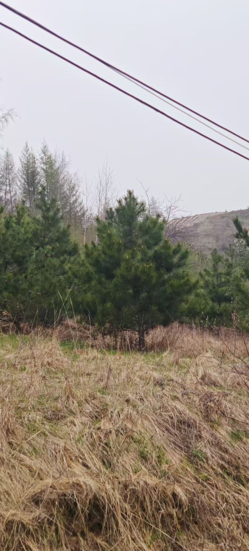 甘肃油松种植基地供应全国品种优良成活率高免费指导