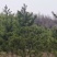 甘肃油松种植基地供应全国品种优良成活率高免费指导