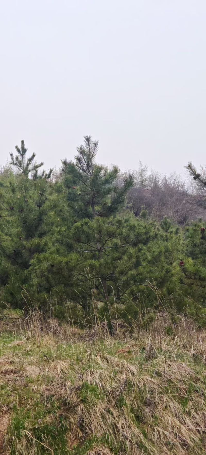 甘肃油松种植基地供应全国品种优良成活率高免费指导