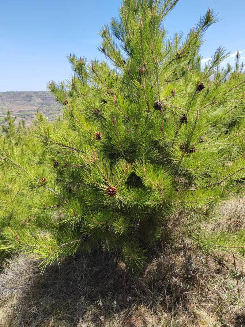 甘肃油松种植基地供应全国品种优良成活率高免费指导