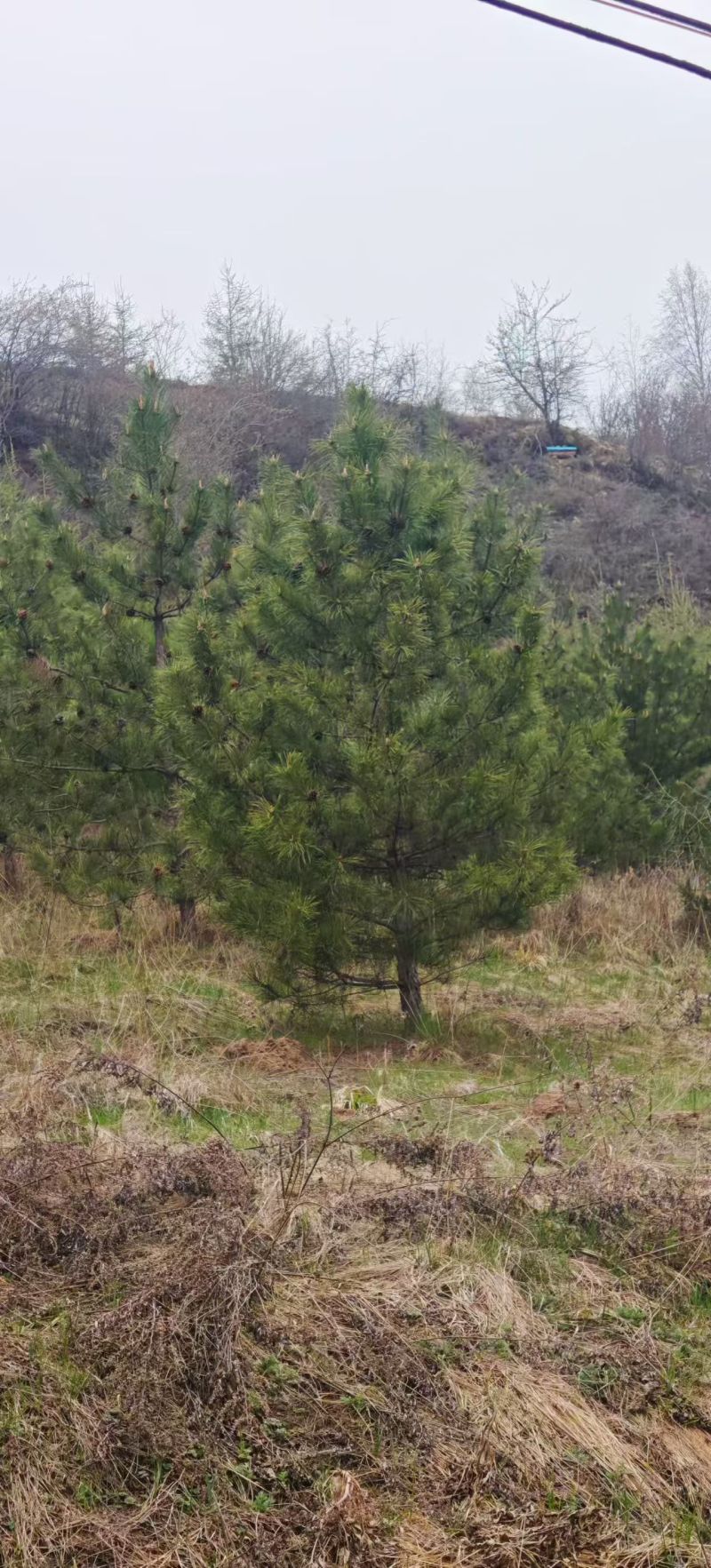 甘肃油松种植基地供应全国品种优良成活率高免费指导