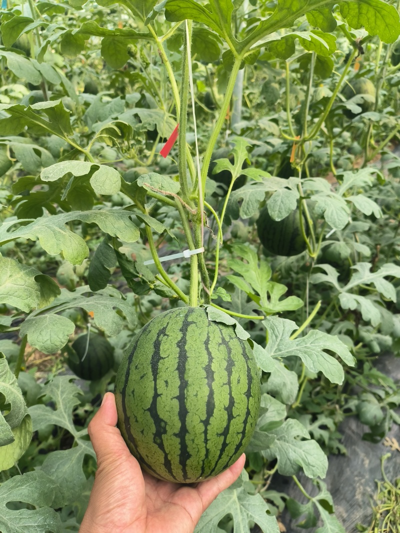 山东莘县的小糖丸，手撕西瓜大量上市，对接全国各大批发市场