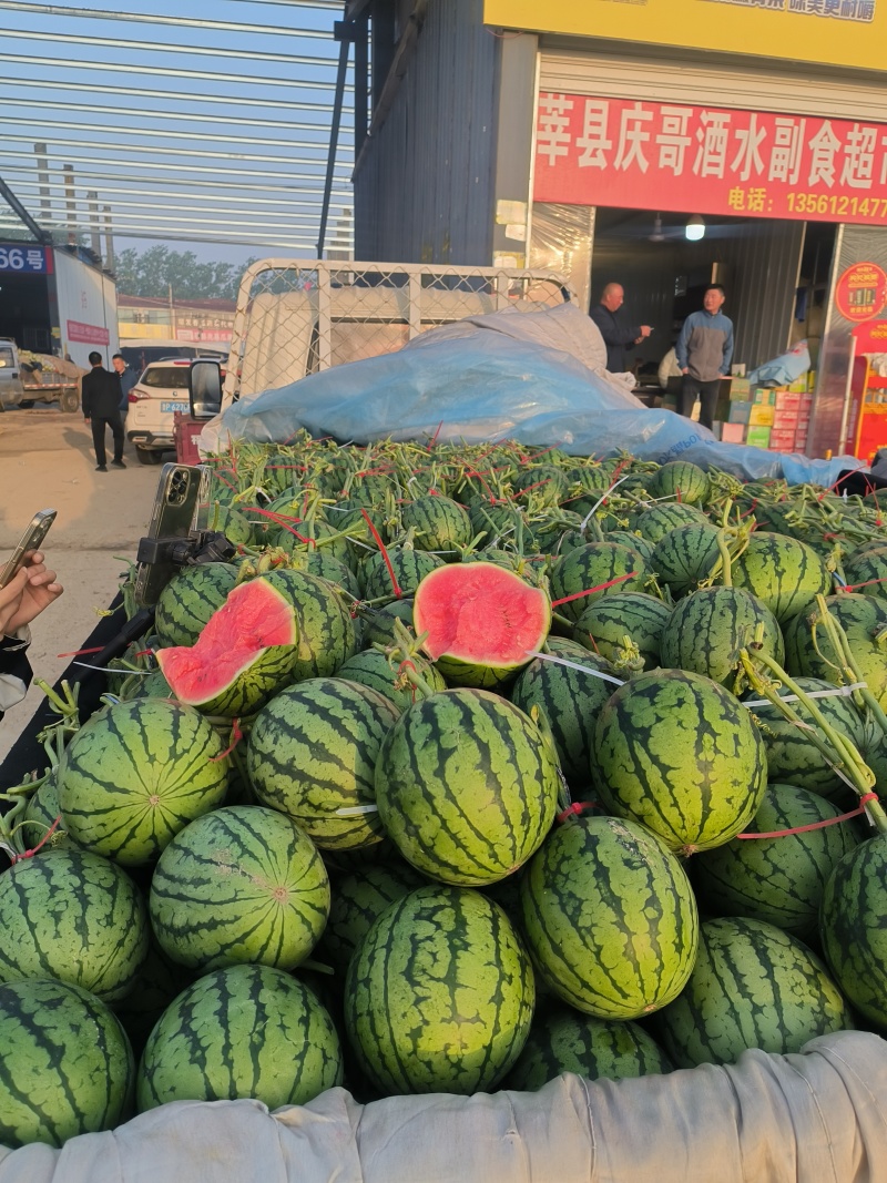 山东莘县的小糖丸，手撕西瓜大量上市，对接全国各大批发市场