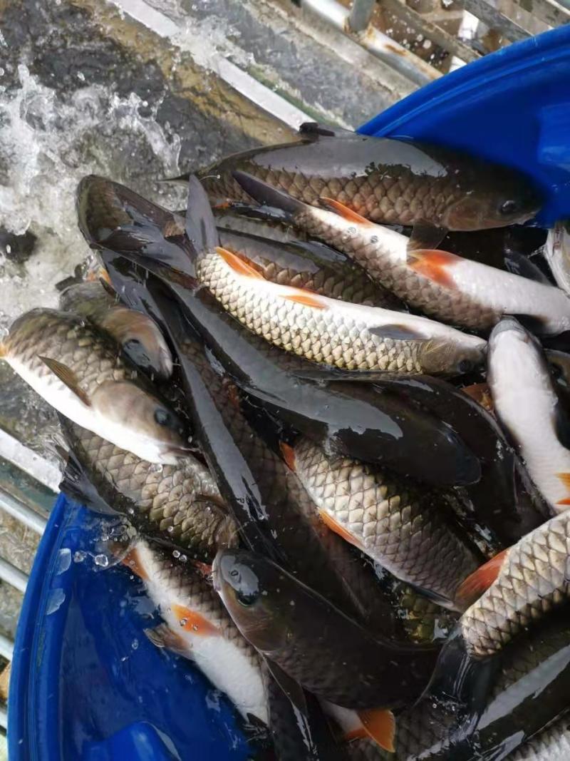 军鱼苗、青竹鲤鱼苗，成活率高，品质保证，苗场直销技术指导