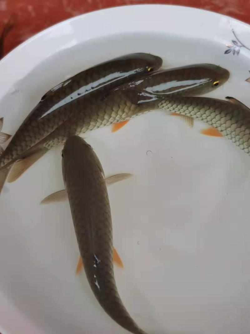 军鱼苗、青竹鲤鱼苗，成活率高，品质保证，苗场直销技术指导