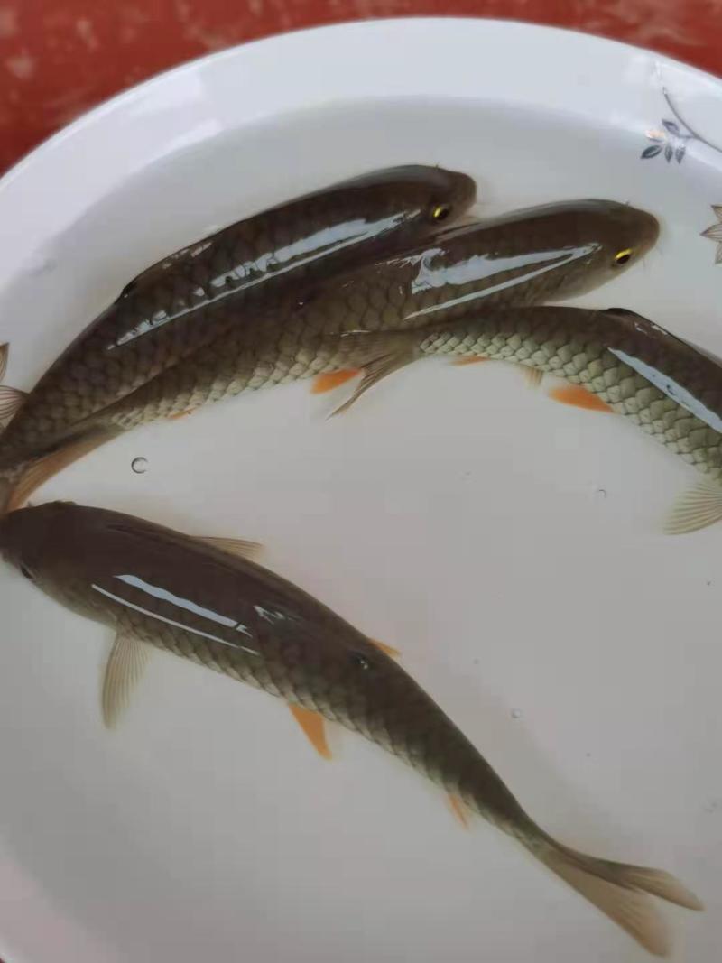 军鱼苗、青竹鲤鱼苗，成活率高，品质保证，苗场直销技术指导
