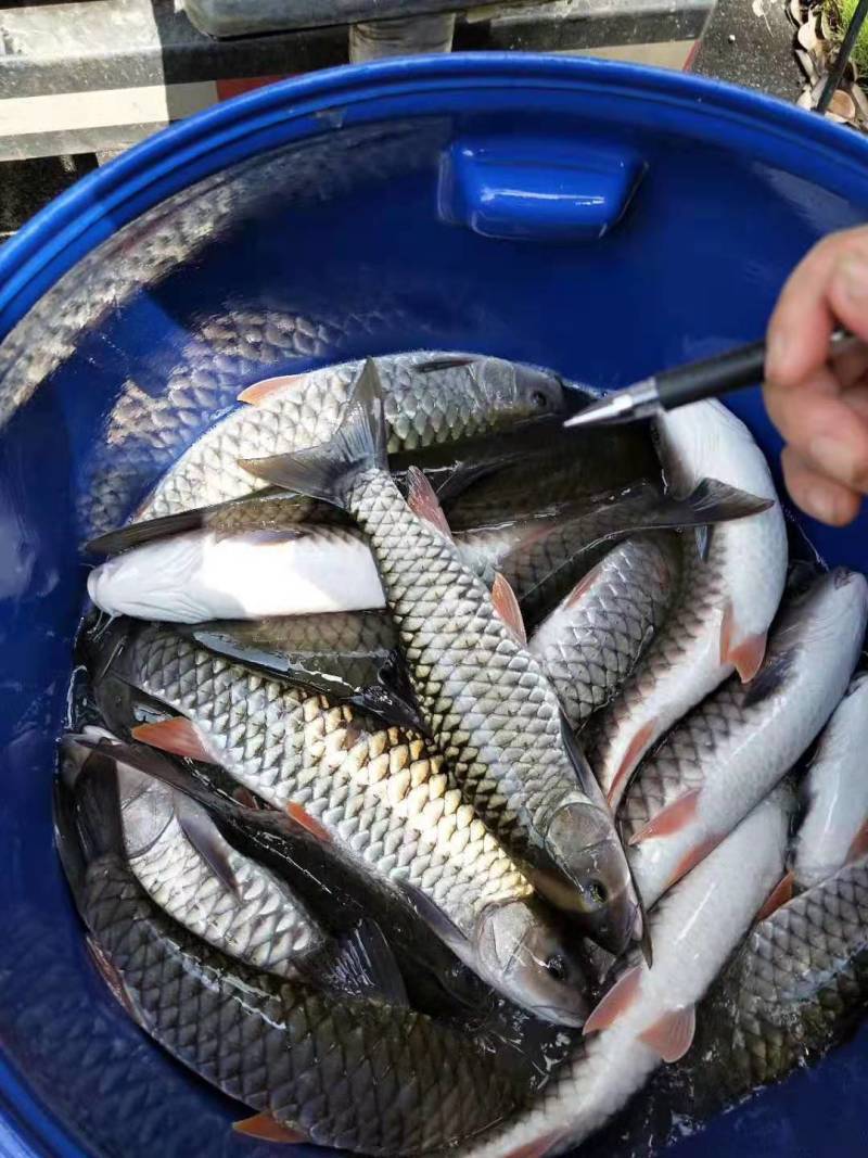 军鱼苗、青竹鲤鱼苗，成活率高，品质保证，苗场直销技术指导