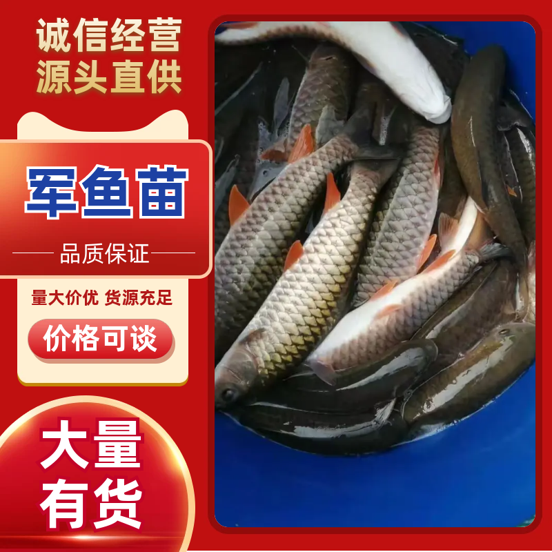 军鱼苗、青竹鲤鱼苗，成活率高，品质保证，苗场直销技术指导