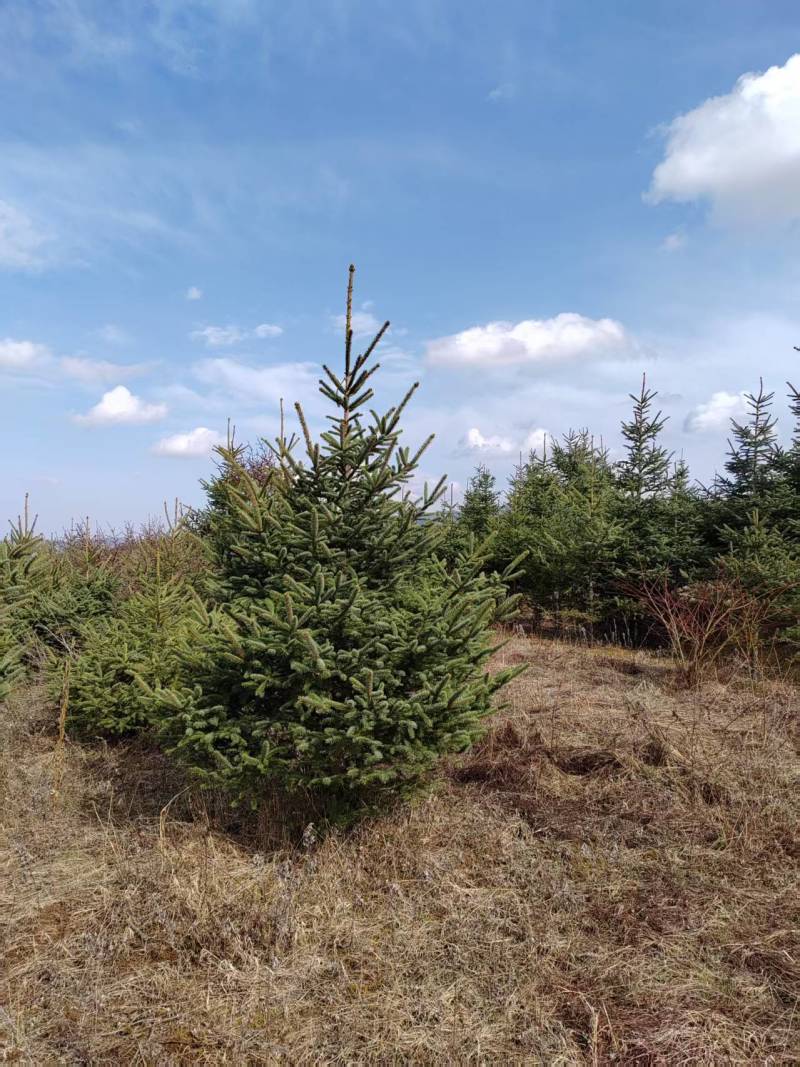 精品云杉优良品种种植基地现挖现发协助装车供应全国