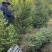 精品云杉优良品种种植基地现挖现发协助装车供应全国