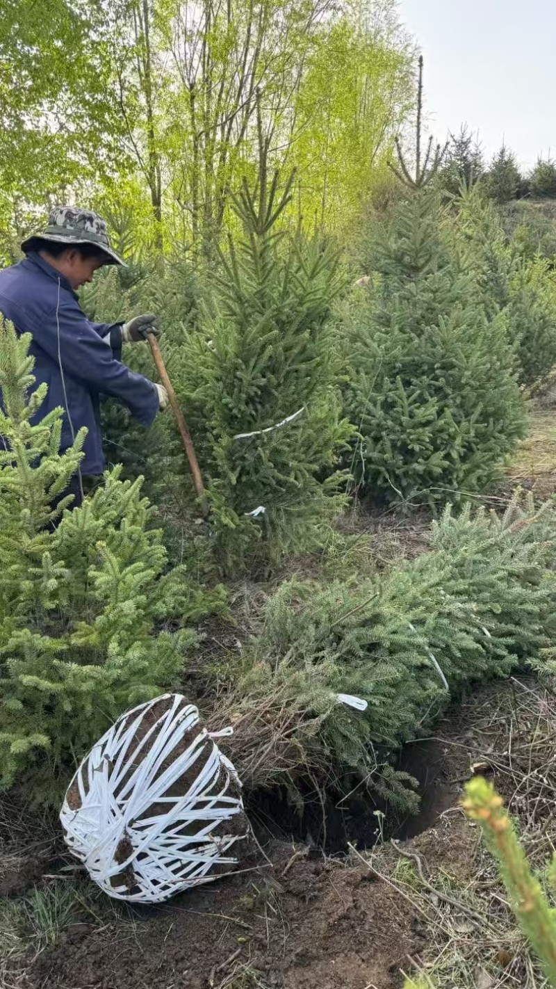 精品云杉优良品种种植基地现挖现发协助装车供应全国