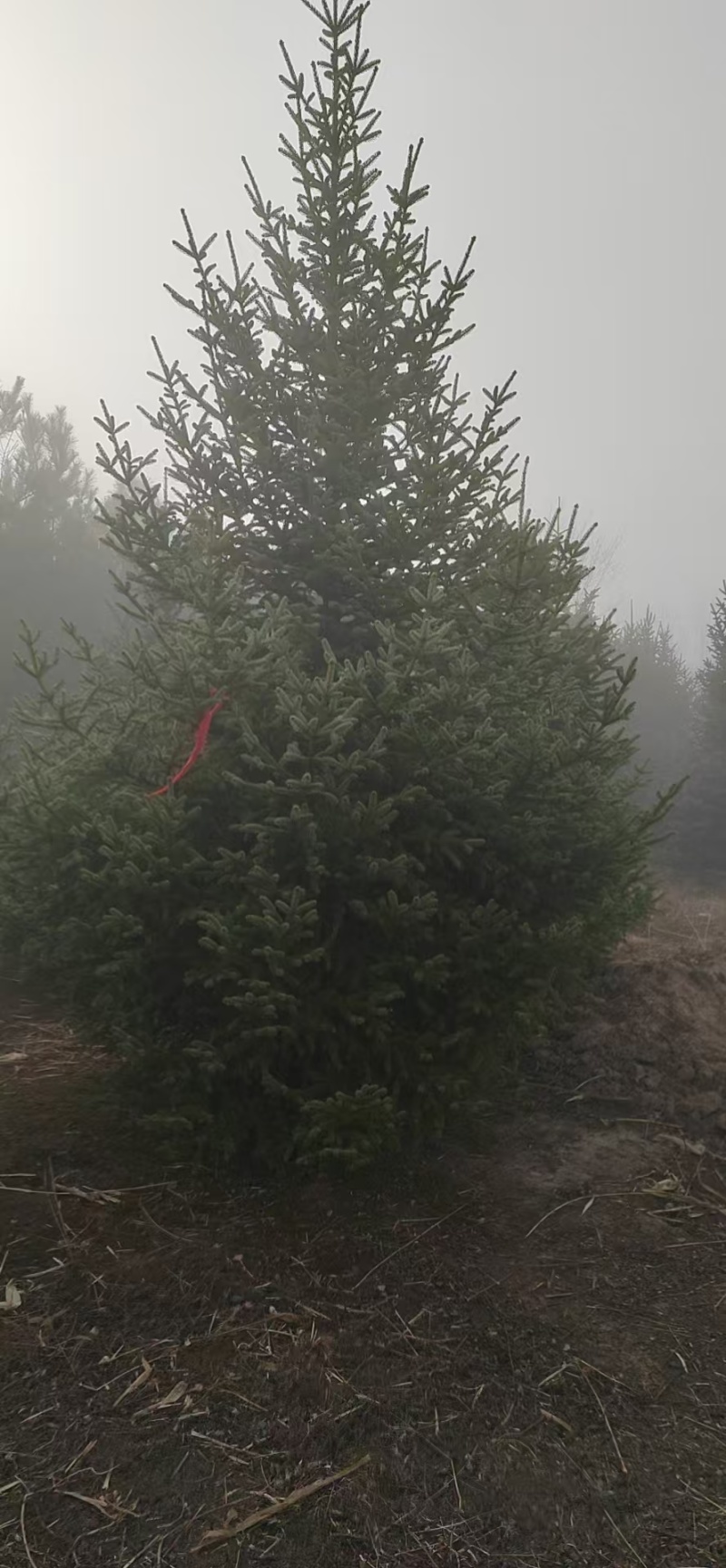 精品云杉优良品种种植基地现挖现发协助装车供应全国