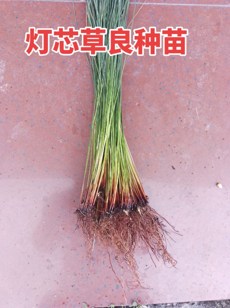 灯芯草种苗