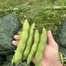 苏北盐城新鲜早春白皮蚕豆精品市场货实力供货