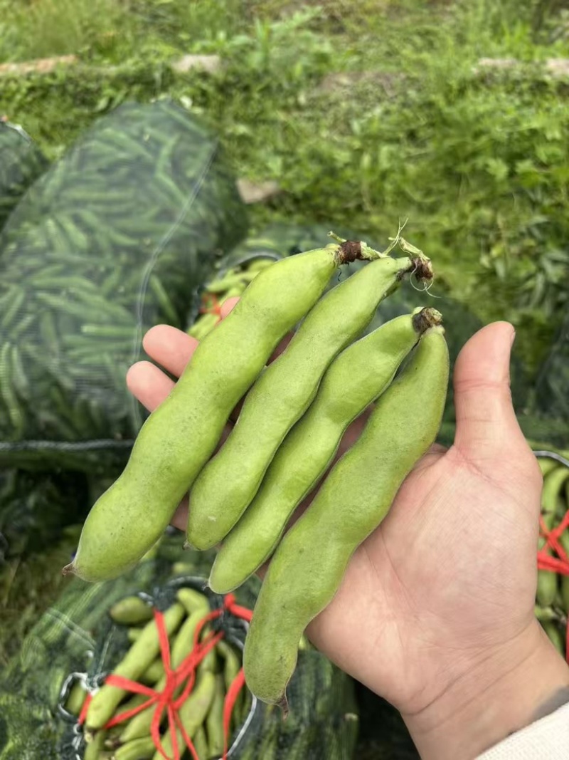 苏北盐城新鲜早春白皮蚕豆精品市场货实力供货