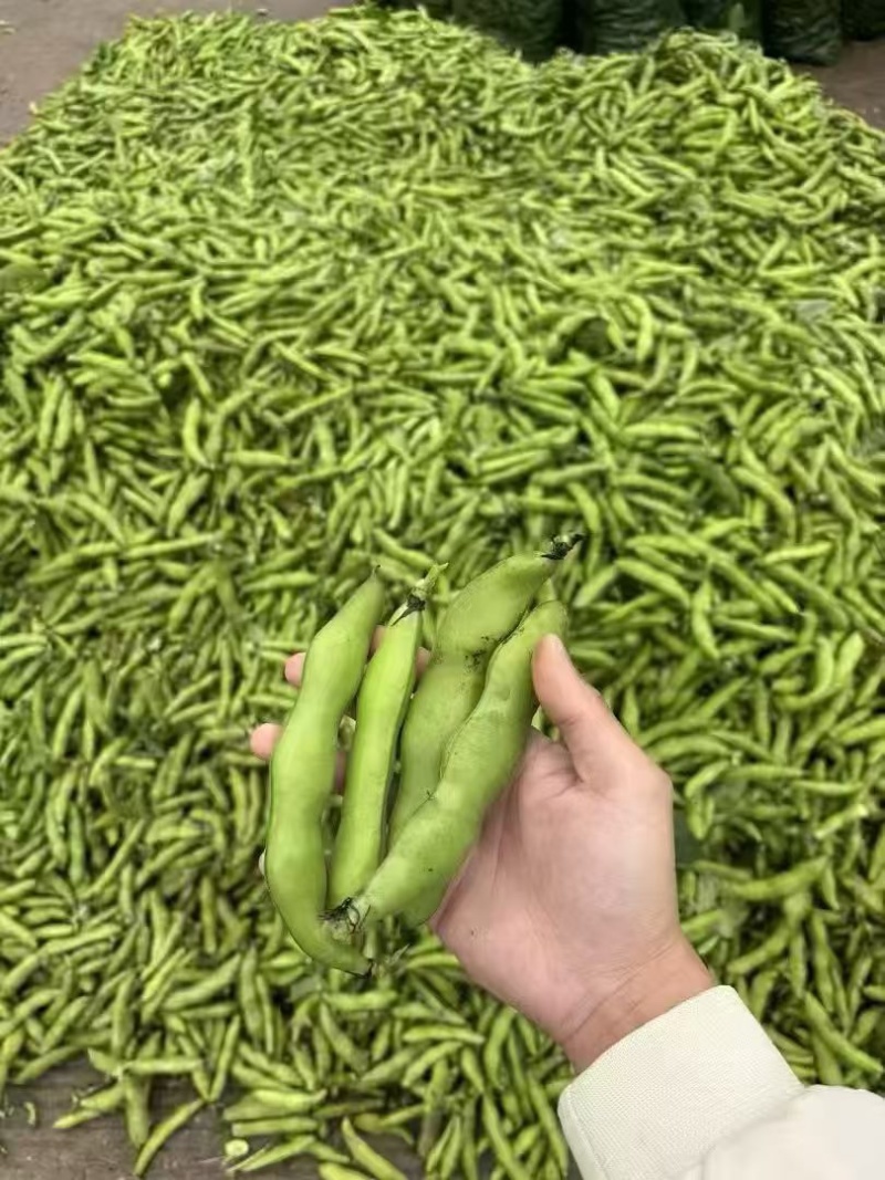 苏北盐城新鲜早春白皮蚕豆精品市场货实力供货
