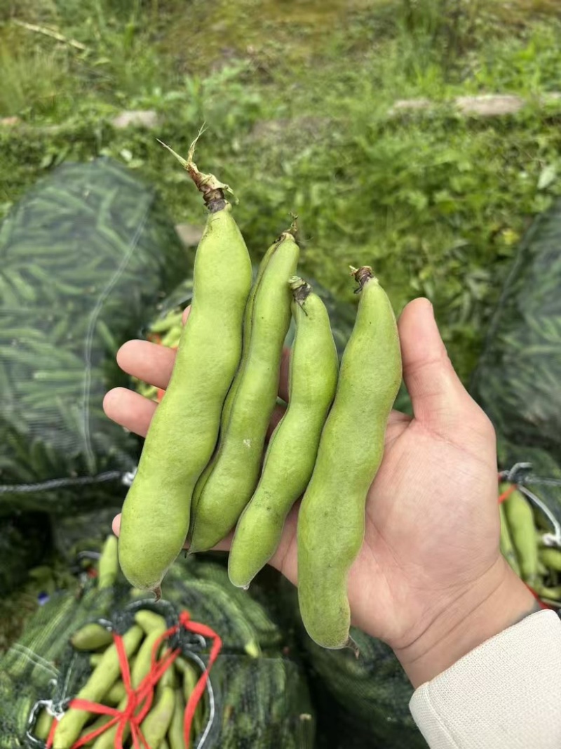 苏北盐城新鲜早春白皮蚕豆精品市场货实力供货
