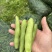 苏北盐城新鲜早春白皮蚕豆精品市场货实力供货