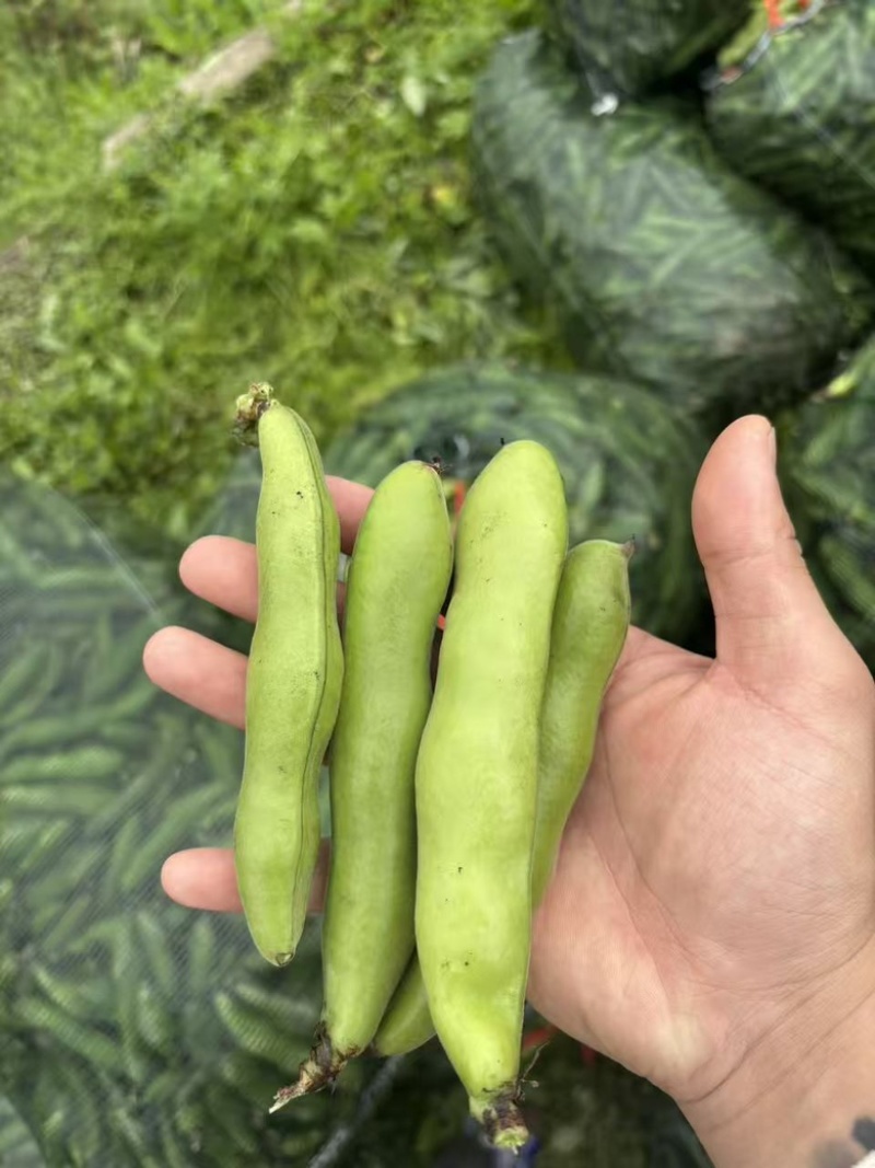 苏北盐城新鲜早春白皮蚕豆精品市场货实力供货
