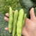 苏北盐城新鲜早春白皮蚕豆精品市场货实力供货