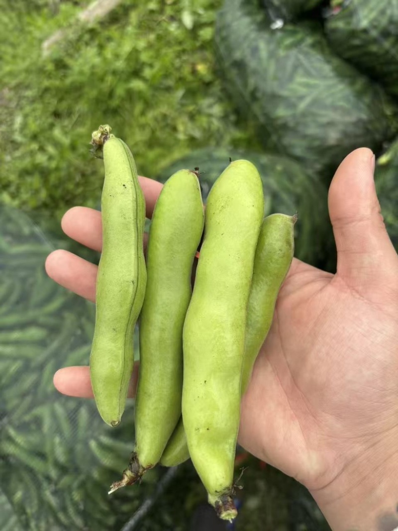 苏北盐城新鲜早春白皮蚕豆精品市场货实力供货
