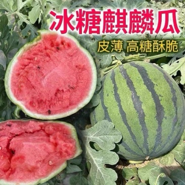 『麒麟美都瓜』万亩基地直供/常年供应/包熟包甜/全国发货