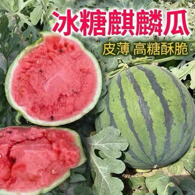 『麒麟美都瓜』万亩基地直供/常年供应/包熟包甜/全国发货