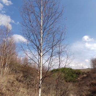 甘肃优质白桦种植基地现挖现发协助装车供应全国