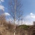 甘肃优质白桦种植基地现挖现发协助装车供应全国