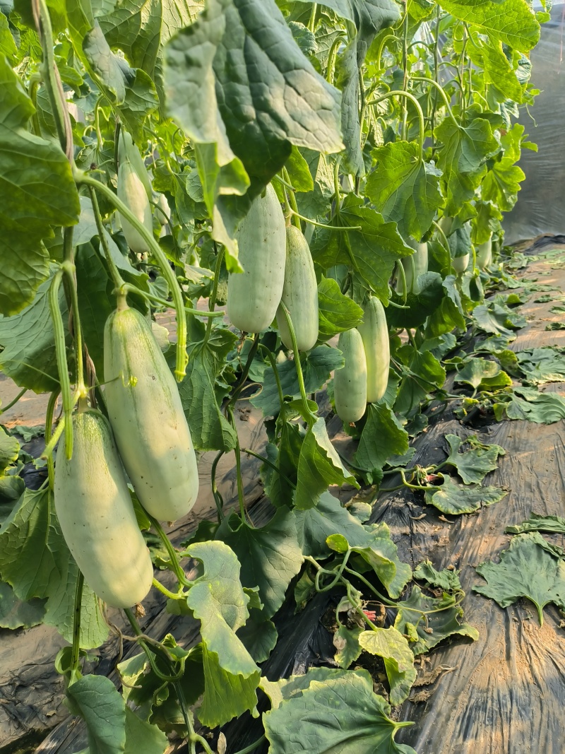 山东莘县的羊角蜜，博洋甜瓜大量上市对接全国各大批发市场