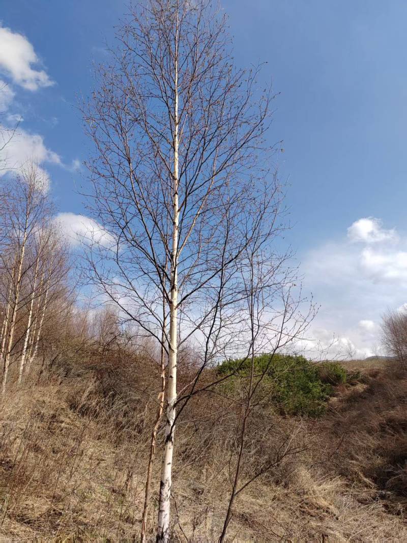 甘肃优质白桦种植基地现挖现发协助装车供应全国