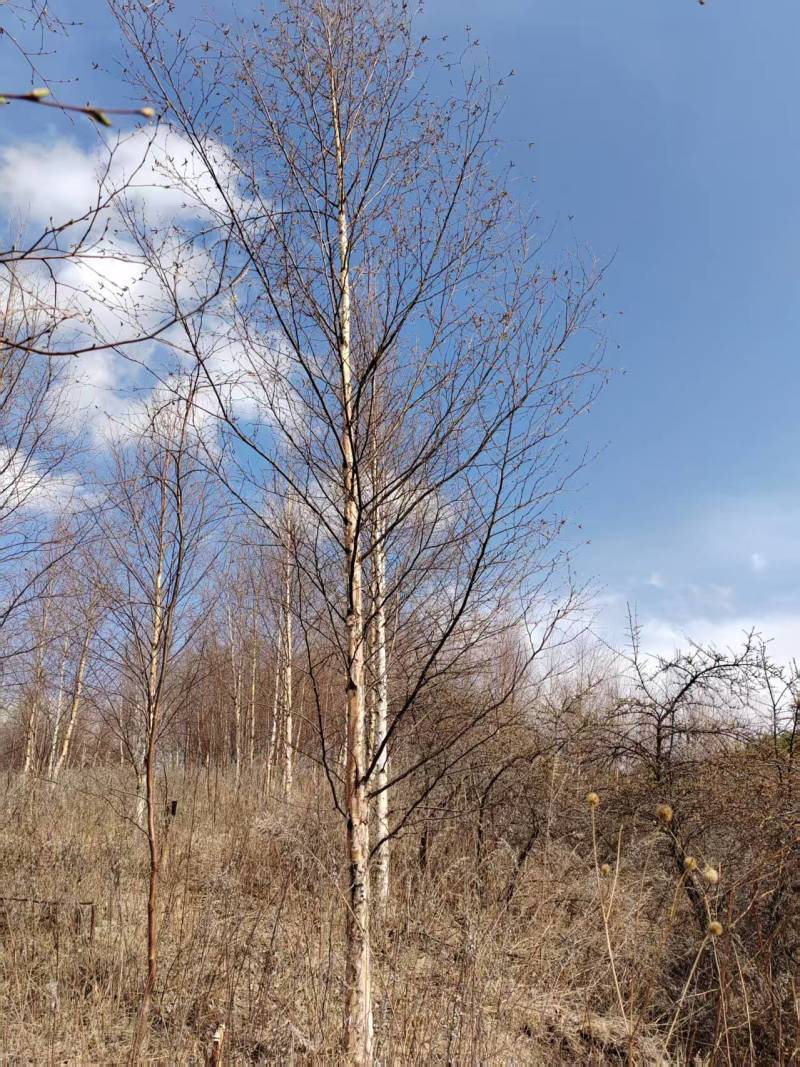 甘肃优质白桦种植基地现挖现发协助装车供应全国