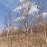 甘肃优质白桦种植基地现挖现发协助装车供应全国
