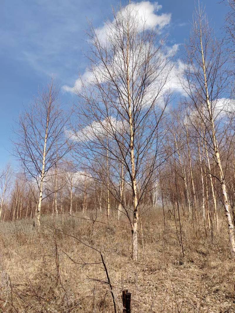 甘肃优质白桦种植基地现挖现发协助装车供应全国