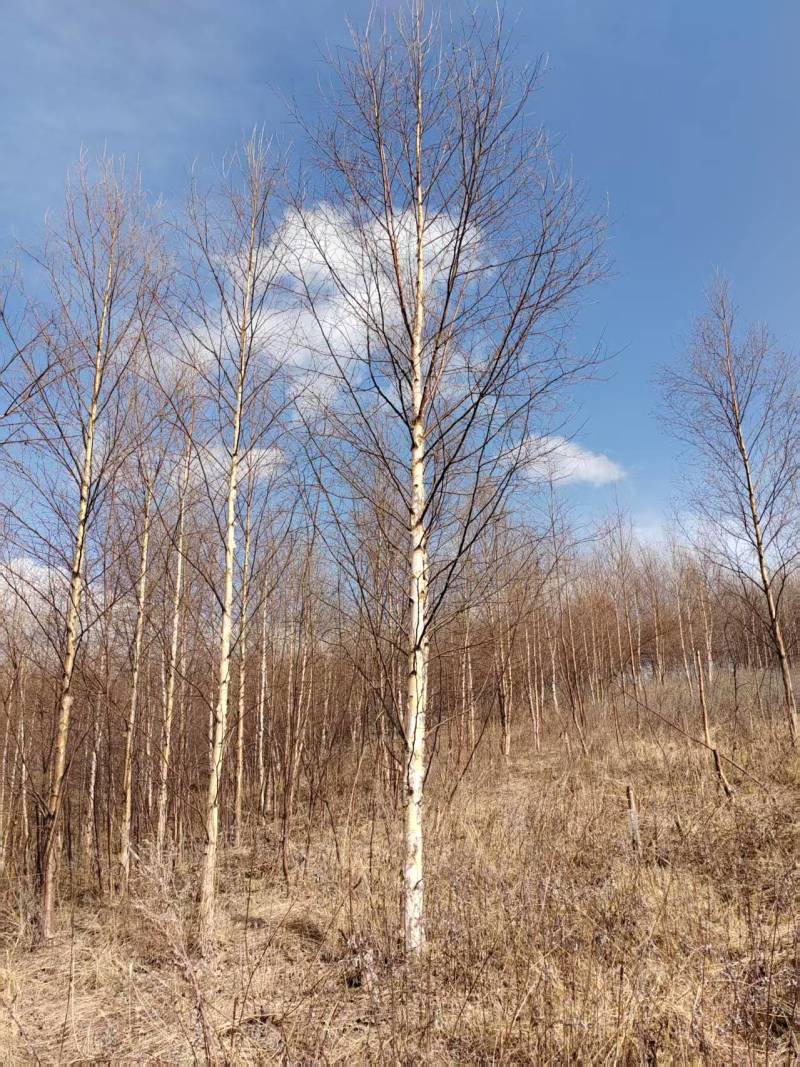甘肃优质白桦种植基地现挖现发协助装车供应全国