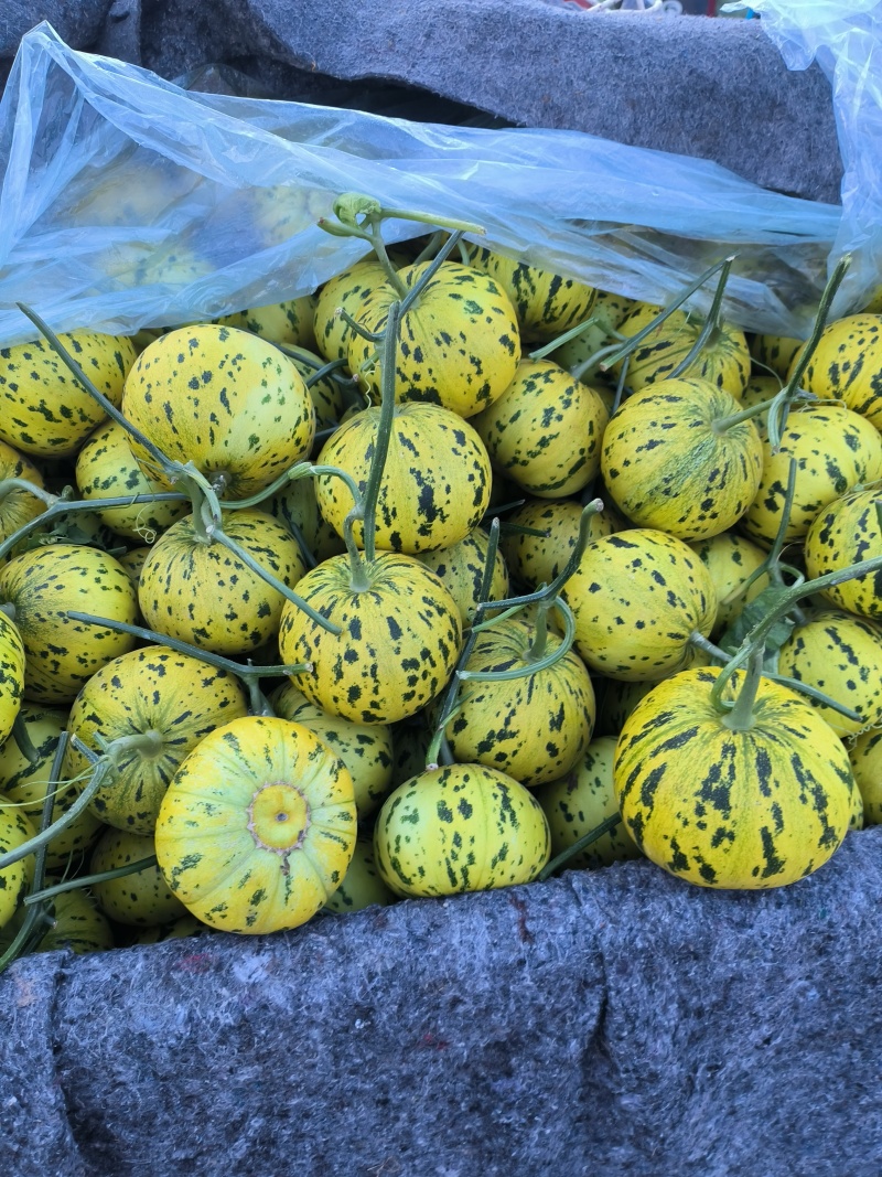 花美人，林田47甜瓜大量上市，产地直供，山东莘县