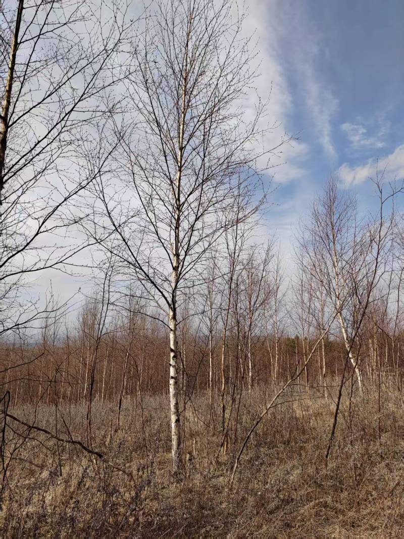 甘肃优质白桦种植基地现挖现发协助装车供应全国