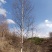 甘肃优质白桦种植基地现挖现发协助装车供应全国